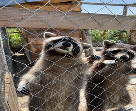 Приключение в света на животните с „Посещение в Зоокът Дъбница“ - за двама възрастни и две деца