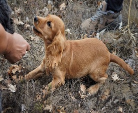 Become modern culinary gold diggers with Truffle Hunt and Degustation - for two