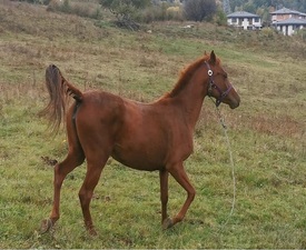 Езда сред природата до София за двама