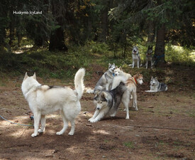 Разходка с кучета в планината за трима