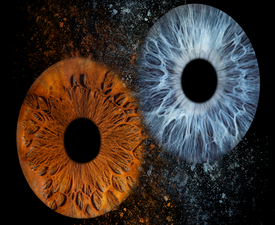 Ирисова Фотография край Бургас – заснемане на два ириса