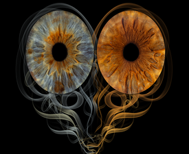 Ирисова Фотография край Бургас – заснемане на три ириса