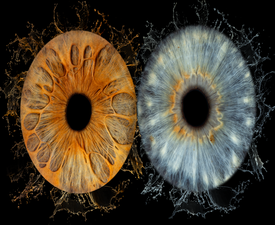 Ирисова Фотография край Бургас – заснемане на три ириса в рамка