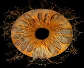 Ирисова Фотография край Бургас – заснемане на един ирис в рамка