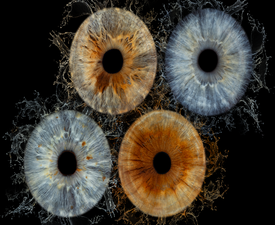 Ирисова Фотография край Бургас – заснемане на четири ириса