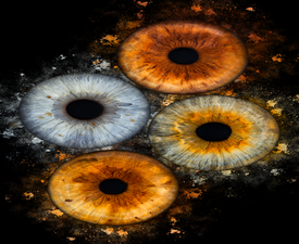 Изкуство и индивидуалност с Ирисова фотография в Русе - заснемане на четири ириса