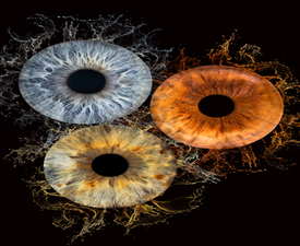 Изкуство и индивидуалност с Ирисова фотография в Русе - заснемане на три ириса