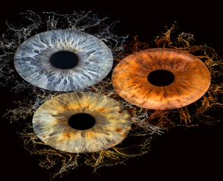 Изкуство и индивидуалност с Ирисова фотография в Русе - заснемане на три ириса