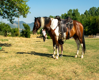 Фотосесия с коне и български народни носии за до 4-ма човека в Ранчо Аврора, с. Заселе, община Своге