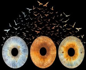 Превърнете вашите очи в уникална картина с ирисова фотография в София- заснемане на три ириса