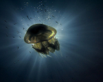 Подводно гмуркане за начинаещи във Варна от Макароон