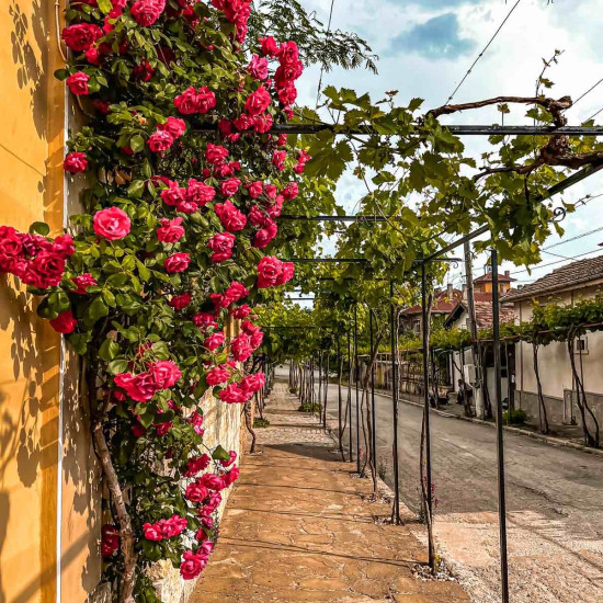 Тайно пътуване за двама - Из архивите на миналото от Макароон