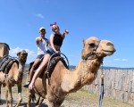 Прекарайте един незабравим приключенски ден с усещане за Египет с Езда на камила за двама в Камел парк, Слънчев бряг от Makaroon Прекарайте един незабравим приключенски ден с усещане за Египет с Езда на камила за двама в Камел парк, Слънчев бряг от Makaroon