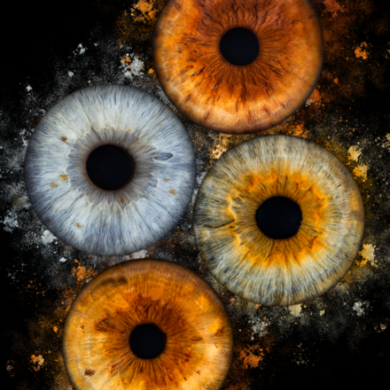 Направете (си) уникален подарък с Ирисова фотография в Русе от Makaroon