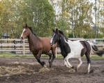 Усетете вкуса на свободата с "Конна езда в красивите поляни на с. Банкя и планина Люлин" от Makaroon Усетете вкуса на свободата с "Конна езда в красивите поляни на с. Банкя и планина Люлин" от Makaroon