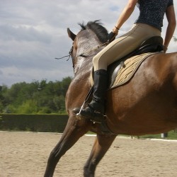 Horse riding in the beautiful meadows of Bankya village and Lyulin mountain Horse riding in the beautiful meadows of Bankya village and Lyulin mountain