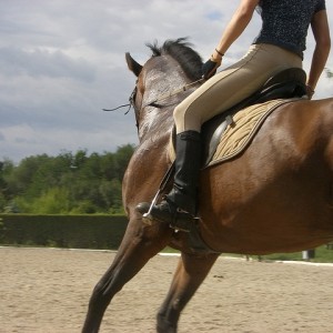 Конна езда в красивите поляни на гр. Банкя и планина Люлин Конна езда в красивите поляни на гр. Банкя и планина Люлин