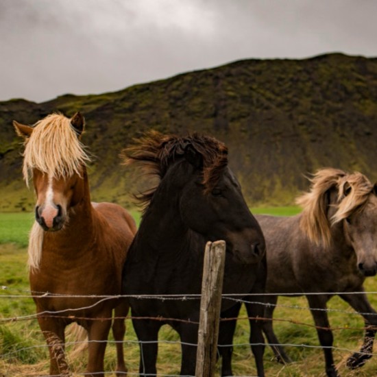 Индивидуален урок по езда, завършващ с разходка | Makaroon.bg