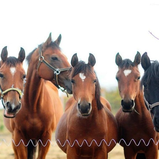 Индивидуален урок по езда, завършващ с разходка | Makaroon.bg