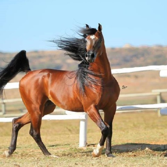 Индивидуален урок по езда, завършващ с разходка | Makaroon.bg