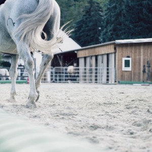 Horse Riding Lesson around Plovdiv Horse Riding Lesson around Plovdiv