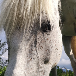 Horseback riding - in time with the nature of Borovets Horseback riding - in time with the nature of Borovets