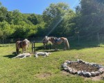 Спокойствие, красота и... коне - насладете се на Конна езда из природата на Стара планина и с. Кърнаре от Makaroon Спокойствие, красота и... коне - насладете се на Конна езда из природата на Стара планина и с. Кърнаре от Makaroon