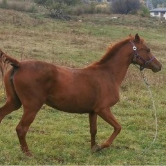 Horse riding in nature near Sofia for two