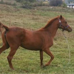 Езда сред природата до София за двама
