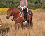 Двучасова конна езда в района на село Кърпачево от Макароон