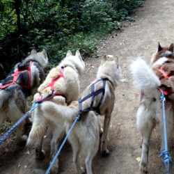 Dog sledding adventure in the mountains Dog sledding adventure in the mountains