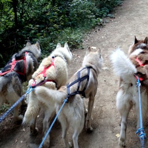 Dog sledding adventure in the mountains Dog sledding adventure in the mountains