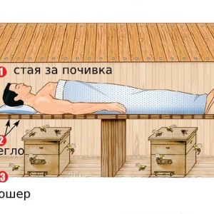 Become part of the hive with "Bee Room" Become part of the hive with "Bee Room"