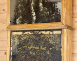 Влезте в дома на пчелите с "Пчелна стая" от Makaroon