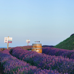 Специален винен и исторически тур за двама в ДиВес Естейт, Поморие