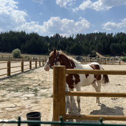 Конна езда, разходка с АТВ и въжен парк в Therme Fun and Sport Park, с. Баня