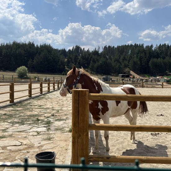 Забавлението е гарантирано с Конна езда, разходка с АТВ и въжен парк в Therme Fun and Sport Park, с. Баня от Makaroon