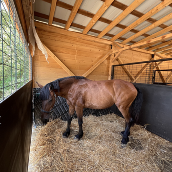 Забавлението е гарантирано с Конна езда, разходка с АТВ и въжен парк в Therme Fun and Sport Park, с. Баня от Makaroon