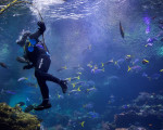 Гмуркане на Халкидики за начинаещи: Discover Scuba Diving | Makaroon.bg