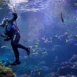 Diving in Halkidiki for beginners: Discover Scuba Diving Diving in Halkidiki for beginners: Discover Scuba Diving