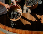 Гроздобер през септември в Шато Копса – празненство на виното от Макароон