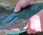 Впуснете се в едно необикновено приключение и станете златотърсач за един ден в Тревненската река - от Makaroon
