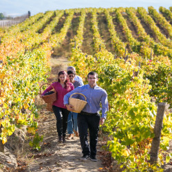 Vineyard brigade for a group of 10 people: grape harvest, wine lesson, tour of the cellar and tasting of five wines in Villa Melnik Vineyard brigade for a group of 10 people: grape harvest, wine lesson, tour of the cellar and tasting of five wines in Villa Melnik