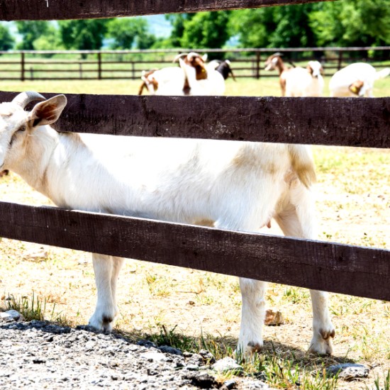 Къща за гости за 6 човека, винено приключение и посещение на лозя и ферма за кози Боер | Makaroon.bg
