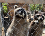 Запознайте се с различни видове екзотични животни отблизо с ''Посещение в Зоокът Дъбница“ от Makaroon