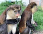 Подарете си едно невероятно преживяване в животинския свят с Посещение за двама в зоопарк Бургас от Makaroon Подарете си едно невероятно преживяване в животинския свят с Посещение за двама в зоопарк Бургас от Makaroon