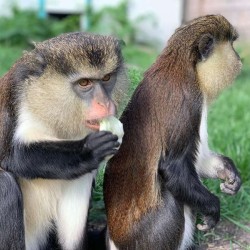 In the animal kingdom: A visit for two to Burgas Zoo In the animal kingdom: A visit for two to Burgas Zoo