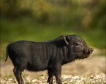 Подарете си едно невероятно преживяване в животинския свят с Посещение за двама в зоопарк Бургас от Makaroon Подарете си едно невероятно преживяване в животинския свят с Посещение за двама в зоопарк Бургас от Makaroon