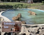 Подарете си едно невероятно преживяване в животинския свят с Посещение за двама в зоопарк Бургас от Makaroon Подарете си едно невероятно преживяване в животинския свят с Посещение за двама в зоопарк Бургас от Makaroon