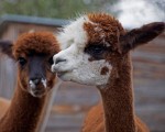 Подарете си едно невероятно преживяване в животинския свят с Посещение за двама в зоопарк Бургас от Makaroon Подарете си едно невероятно преживяване в животинския свят с Посещение за двама в зоопарк Бургас от Makaroon